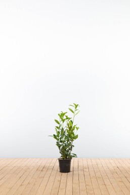 Prunus laurocerasus 'Caucasica' 60-80 cm - Potte