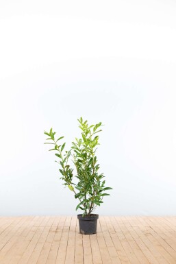Prunus laurocerasus 'Caucasica' 80-100 cm - Potte