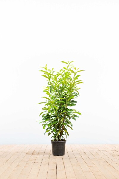 Prunus laurocerasus 'Genolia' 80-100 cm - Potte