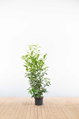 Prunus laurocerasus 'Genolia' 100-125 cm - Potte