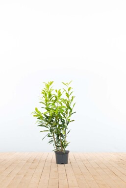 Prunus laurocerasus 'Herbergii' 60-80 cm - Potte