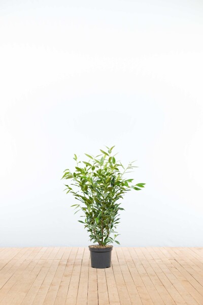 Prunus laurocerasus 'Herbergii' 80-100 cm - Potte