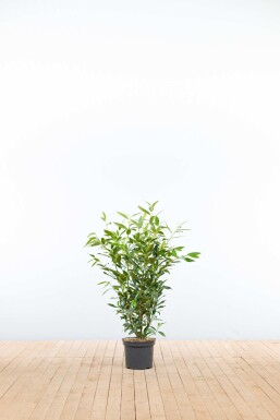 Prunus laurocerasus 'Herbergii' 80-100 cm - Potte