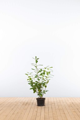 Prunus laurocerasus 'Novita' 60-80 cm - Potte