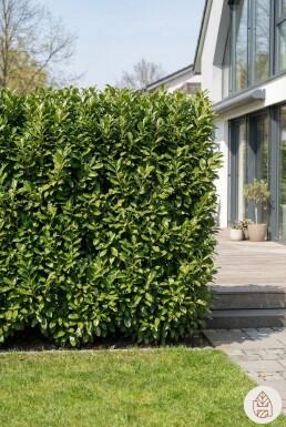 Prunus laurocerasus 'Novita' 60-80 cm - Potte
