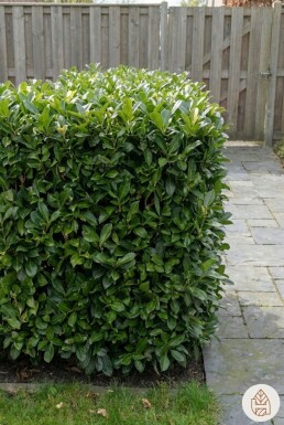 Prunus laurocerasus 'Otto Luyken' 20-30 cm - Potte