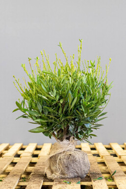 Prunus laurocerasus 'Otto Luyken' 30-40 cm - Potte