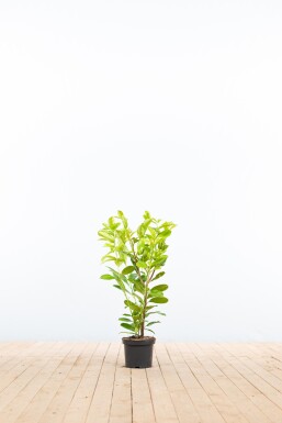 Prunus laurocerasus 'Rotundifolia' 60-80 cm - Potte