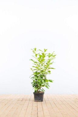 Prunus laurocerasus 'Rotundifolia' 80-100 cm - Potte