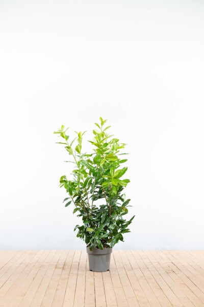 Prunus laurocerasus 'Rotundifolia' 100-125 cm - Potte