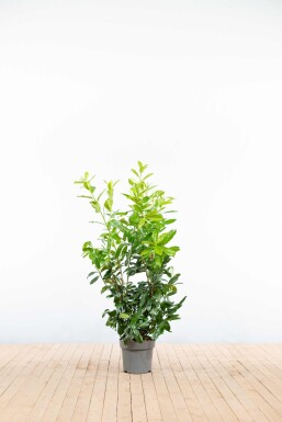 Prunus laurocerasus 'Rotundifolia' 100-125 cm - Potte