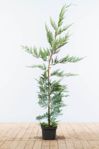 Cupressocyparis leylandii 125-150 cm - Potte