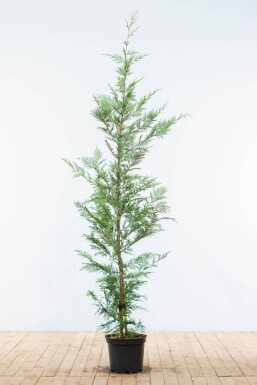 Cupressocyparis leylandii 150-175 cm - Potte