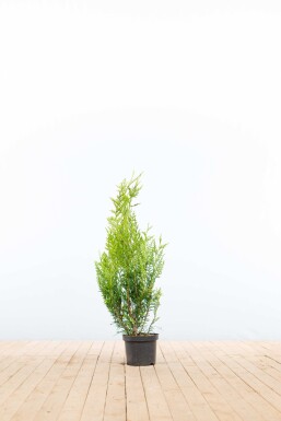 Thuja plicata 'Atrovirens' 60-80 cm - Potte
