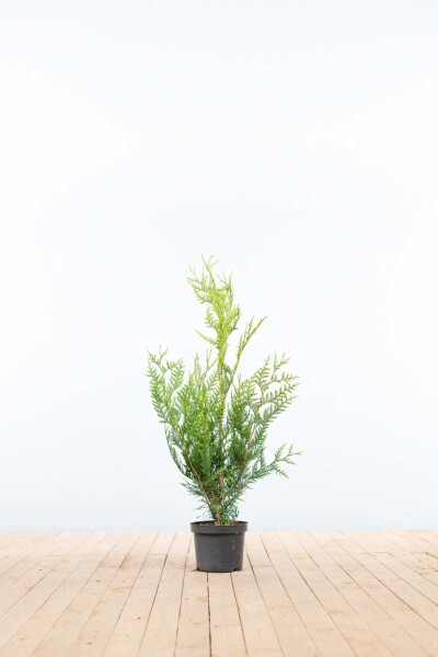 Thuja plicata 'Atrovirens' 80-100 cm - Potte