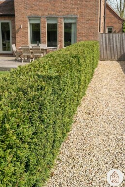 Thuja plicata 'Atrovirens' 80-100 cm - Potte