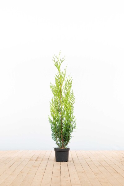 Thuja plicata 'Atrovirens' 100-125 cm - Potte