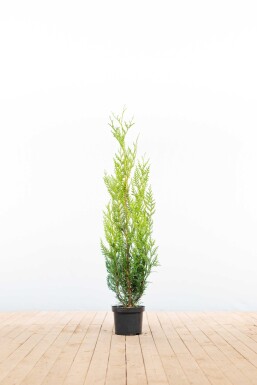 Thuja plicata 'Atrovirens' 100-125 cm - Potte