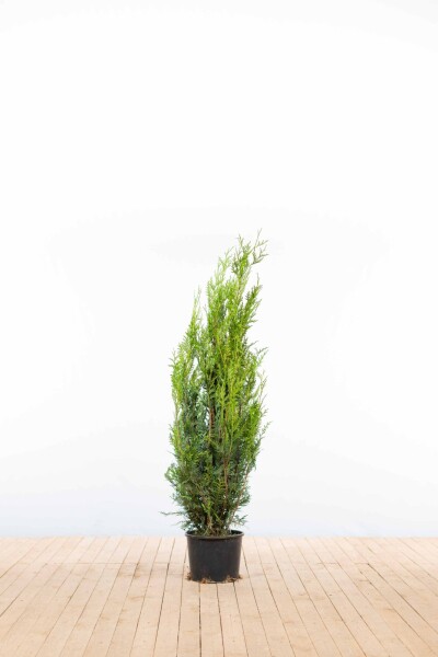 Thuja plicata 'Atrovirens' 125-150 cm - Potte