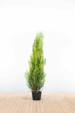 Thuja plicata 'Atrovirens' 150-175 cm - Potte