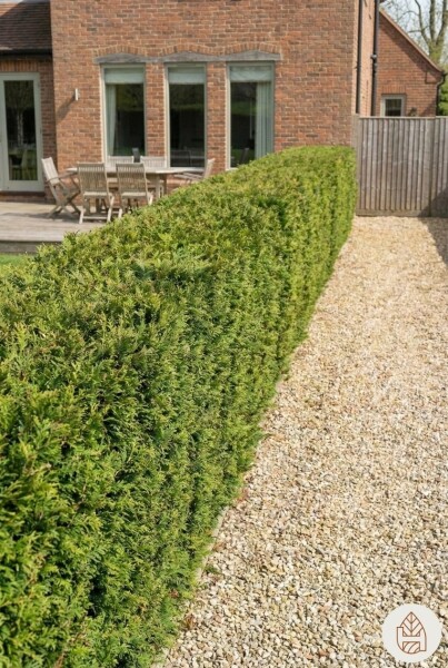 Thuja plicata 'Atrovirens' 175-200 cm - Potte