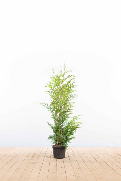 Thuja plicata 'Excelsa' 80-100 cm - Potte