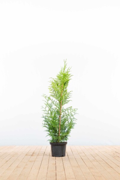Thuja plicata 'Excelsa' 100-125 cm - Potte