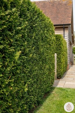 Thuja plicata 'Excelsa' 100-125 cm - Potte