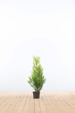 Thuja plicata 'Martin' 60-80 cm - Potte