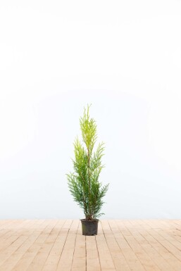 Thuja plicata 'Martin' 80-100 cm - Potte