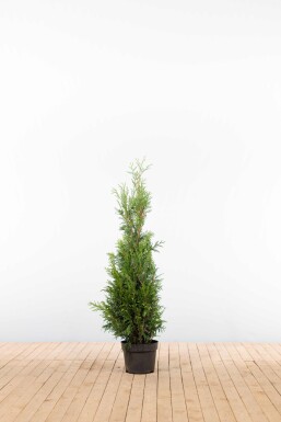 Thuja plicata 'Martin' 100-125 cm - Potte