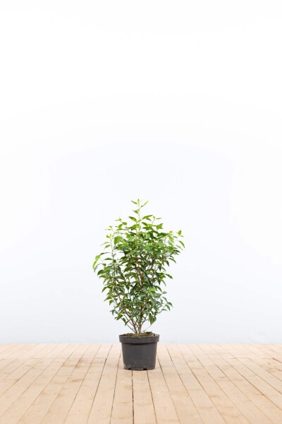 Prunus lusitanica 'Angustifolia' 60-80 cm - Potte