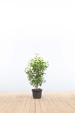 Prunus lusitanica 'Angustifolia' 60-80 cm - Potte