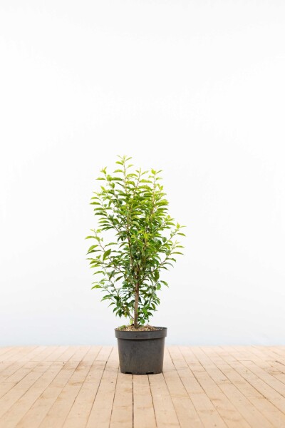 Prunus lusitanica 'Angustifolia' 80-100 cm - Potte