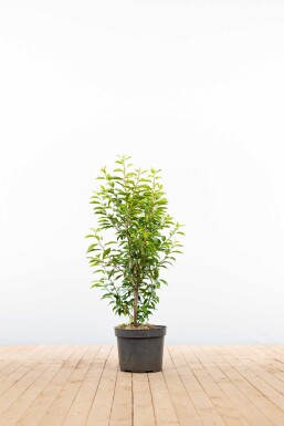 Prunus lusitanica 'Angustifolia' 80-100 cm - Potte