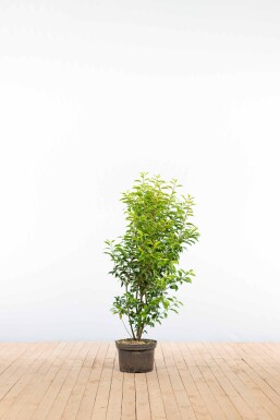 Prunus lusitanica 'Angustifolia' 100-125 cm - Potte