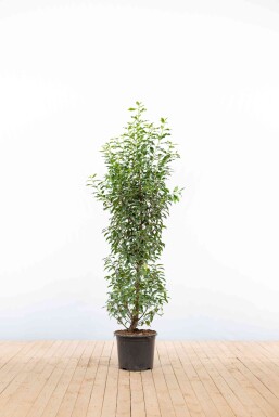 Prunus lusitanica 'Angustifolia' 125-150 cm - Potte