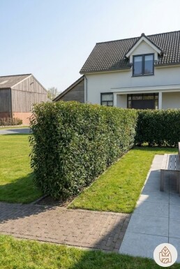 Prunus lusitanica 'Angustifolia' 125-150 cm - Potte