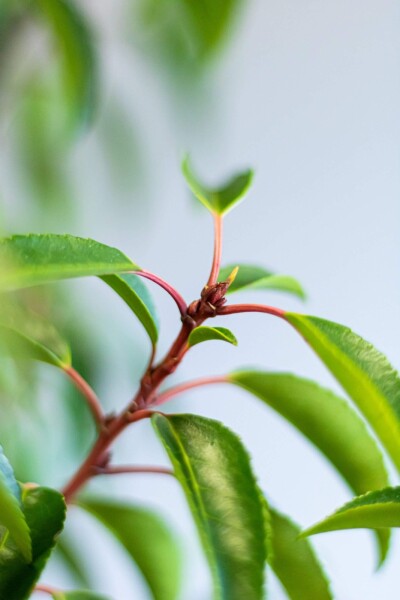 Prunus lusitanica 'Angustifolia' 125-150 cm - Potte