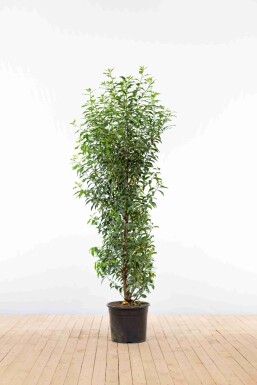 Prunus lusitanica 'Angustifolia' 150-175 cm - Potte