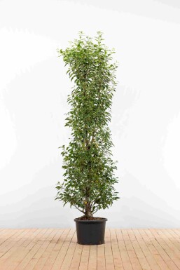 Prunus lusitanica 'Angustifolia' 175-200 cm - Potte