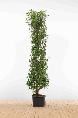 Prunus lusitanica 'Angustifolia' 200-225 cm - Potte