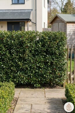 Ilex aquifolium 60-80 cm - Potte
