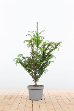 Taxus baccata 60-80 cm - Potte