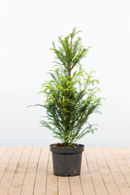 Taxus baccata 80-100 cm - Potte