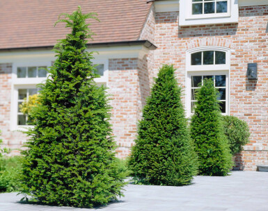 Taxus baccata 80-100 cm - Potte