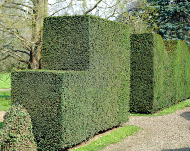 Taxus baccata 80-100 cm - Potte
