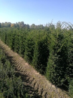Taxus baccata 80-100 cm - Potte