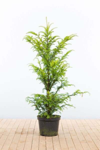 Taxus baccata 100-120 cm - Potte