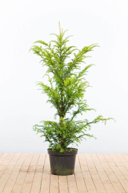 Taxus baccata 100-120 cm - Potte